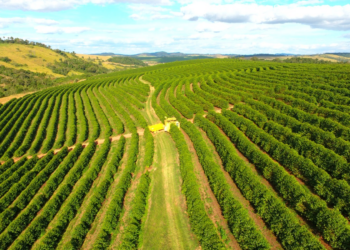 Produtores travam vendas de café apesar da expectativa de safra recorde para 2026