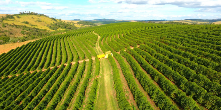 Produtores travam vendas de café apesar da expectativa de safra recorde para 2026