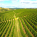 Produtores travam vendas de café apesar da expectativa de safra recorde para 2026